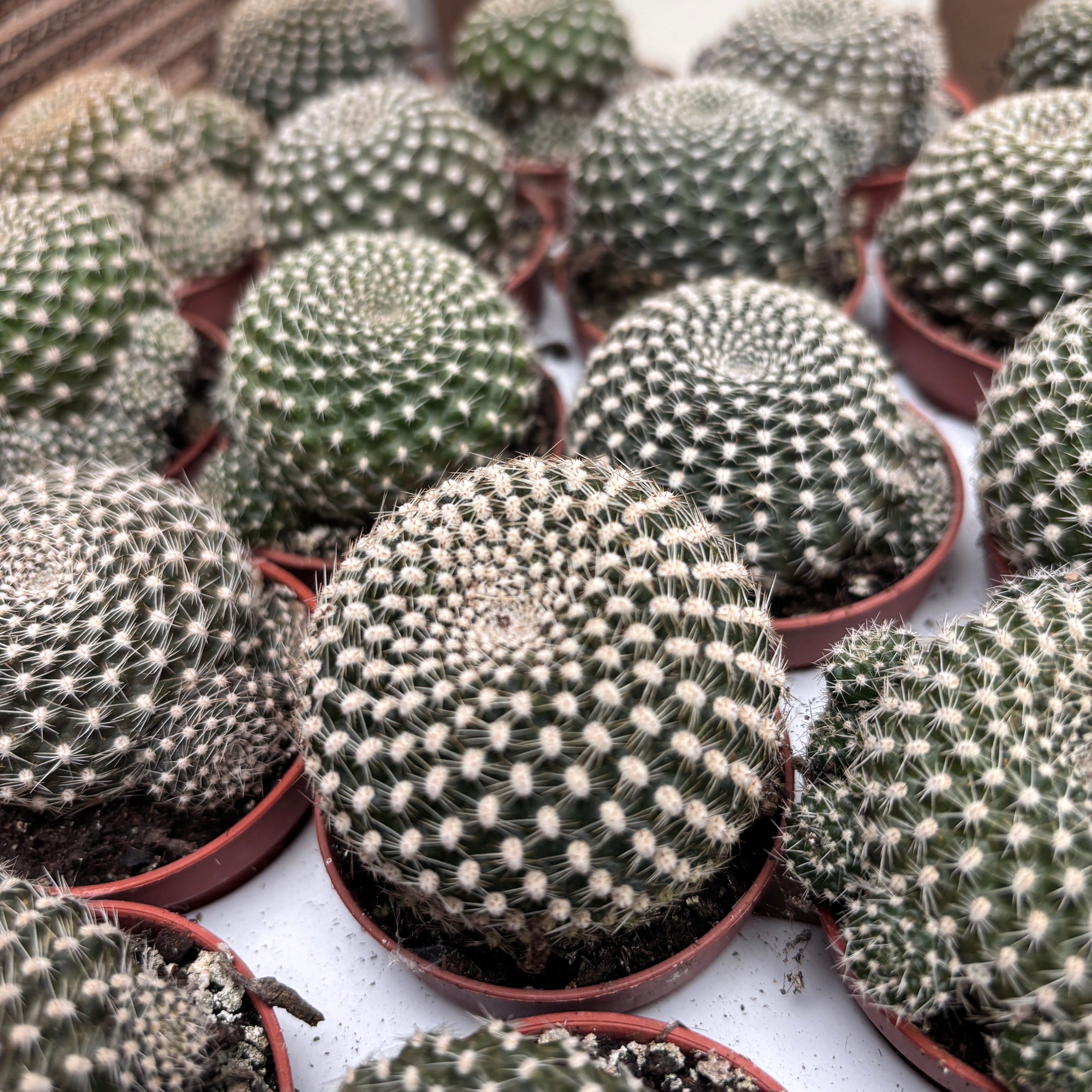 Rebutia Krainziana - cactus globular cu inflorire spectaculoasa
