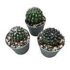 Neoporteria napina (Eriosyce napina)