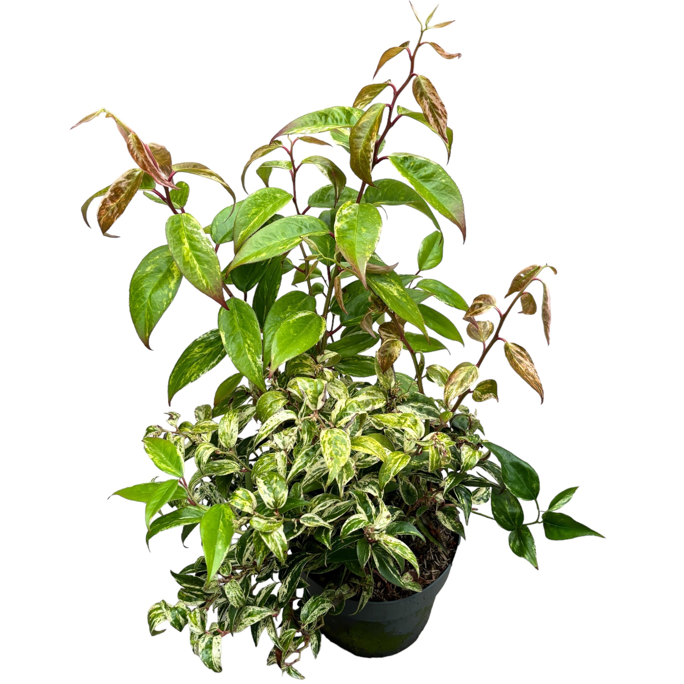 Leucothoe fontanesiana 'Makiejaz'® - evergreen, variegata