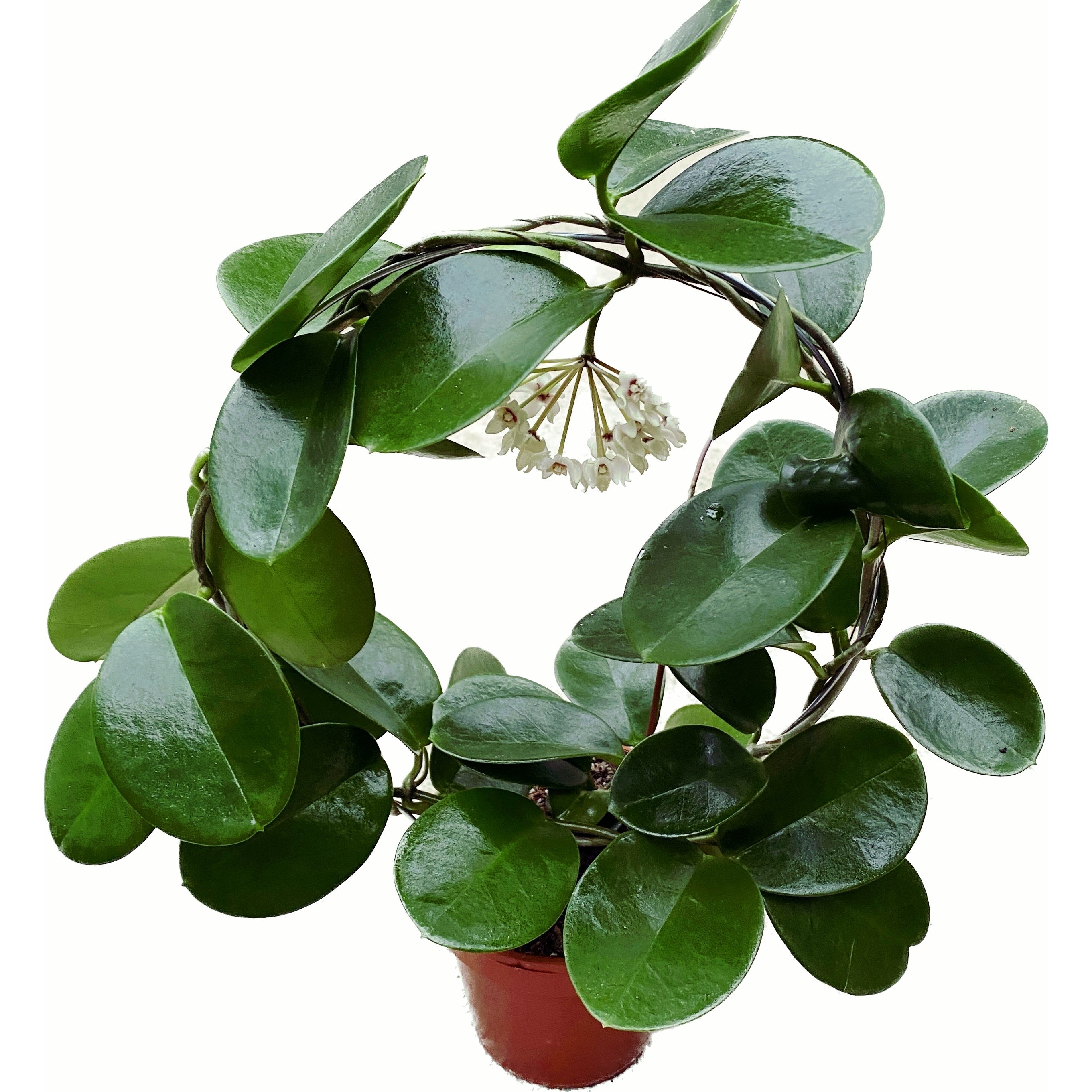 Hoya australis ssp. tenuipes (arcada) cu flori/pedunculi