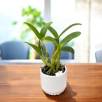 Myc. RIO's Little Treasure (C. violacea × Mcp. albopurpurea) - flori parfumate