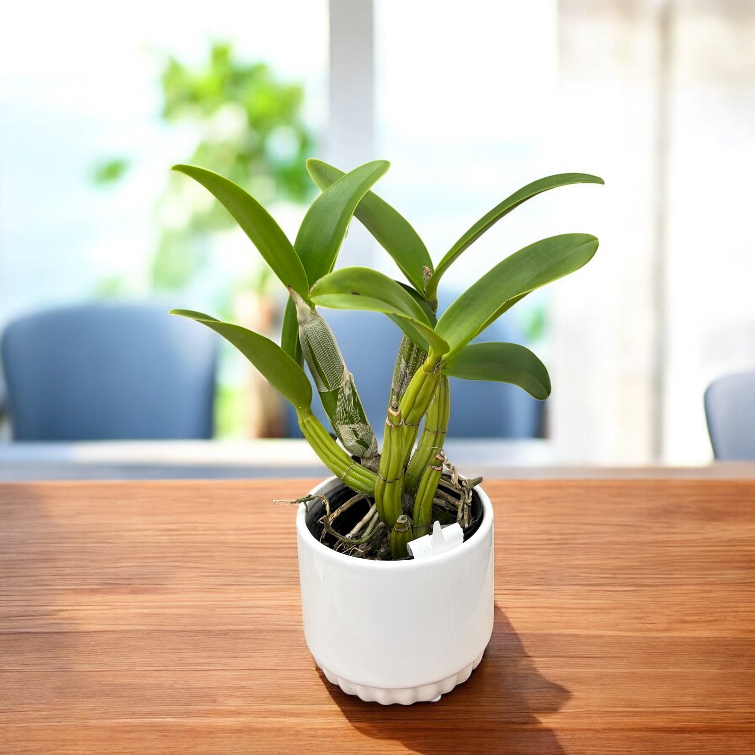 Myc. RIO's Little Treasure (C. violacea × Mcp. albopurpurea) - flori parfumate