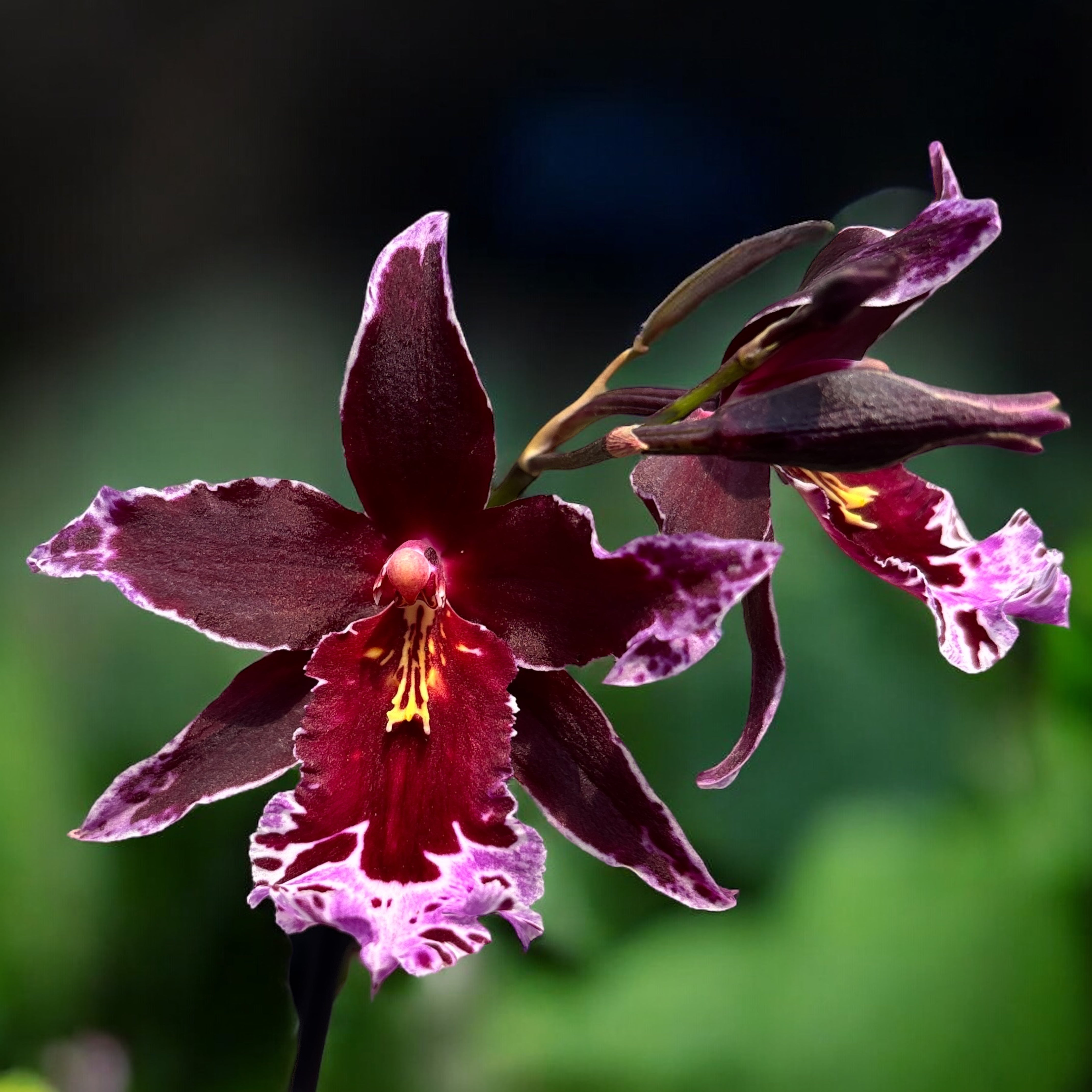 Vuylstekeara Melissa Brianne – Secret Garden Plant Shop