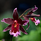 Vuylstekeara Melissa Brianne