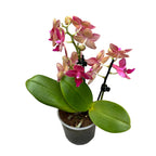 Phalaenopsis Třešeň
