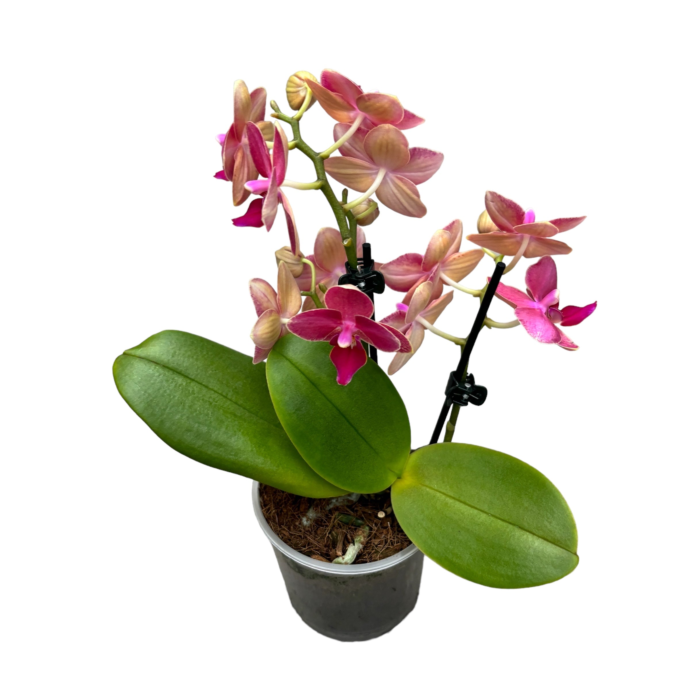 Phalaenopsis Cherry