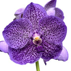 Vanda Sunanda Lavender Sprinkles (Ansu)