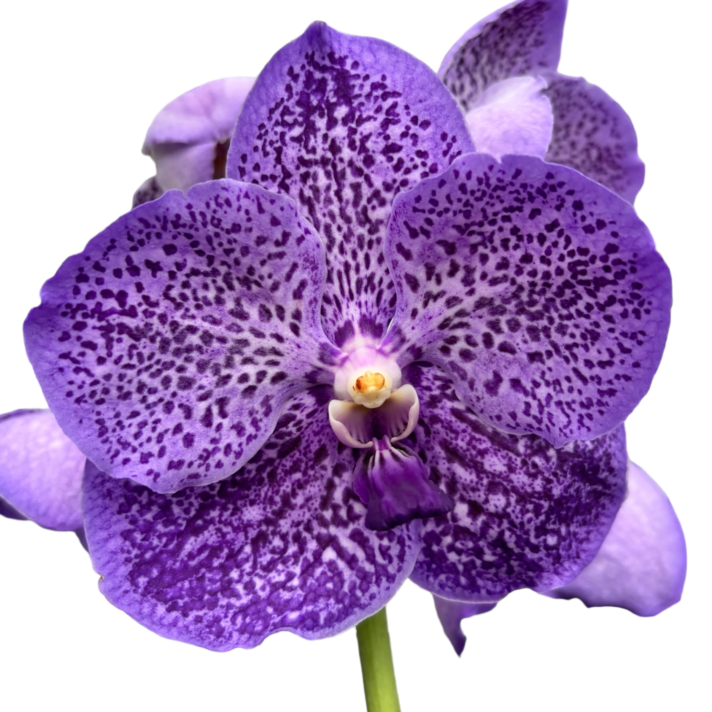 Vanda Sunanda Lavender Sprinkles (Ansu)