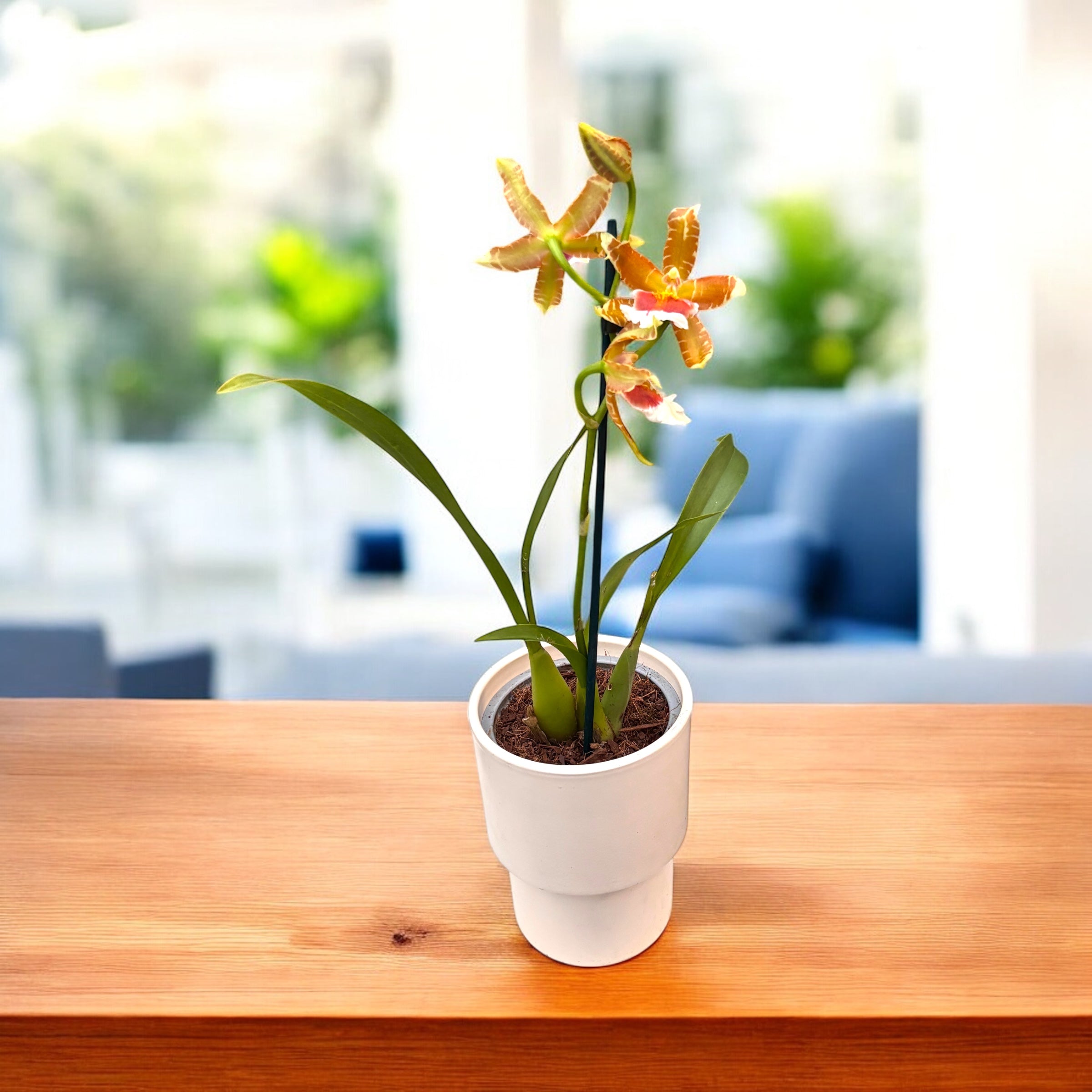 Erityinen tuoksuva Cambria