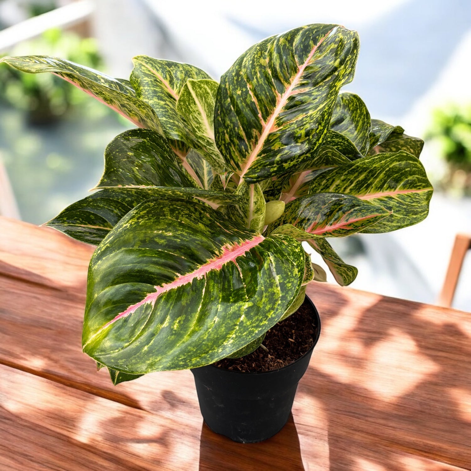 Aglaonema 'Melon Candy’ - exemplare XL