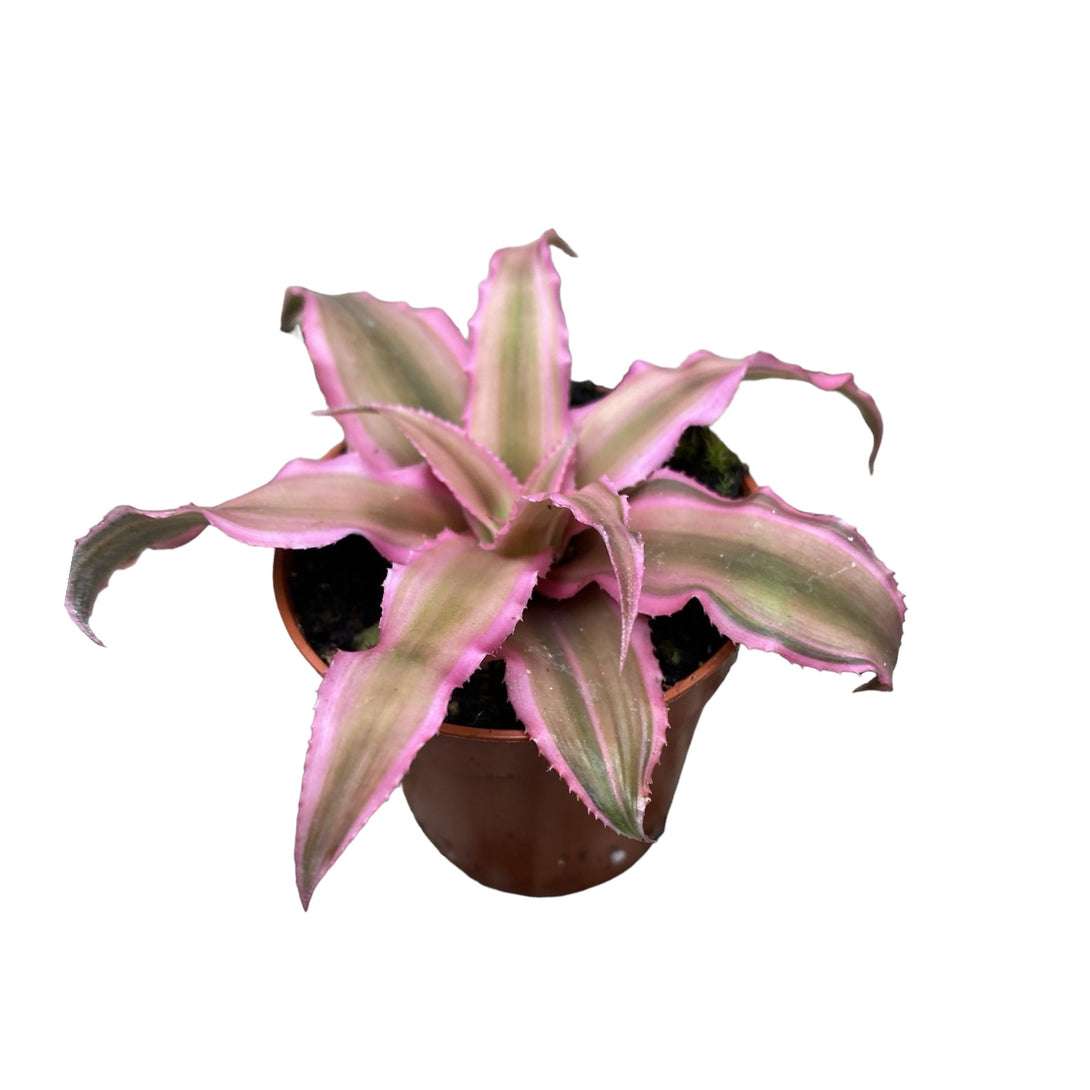 Cryptanthus bivittatus Pink Starlight