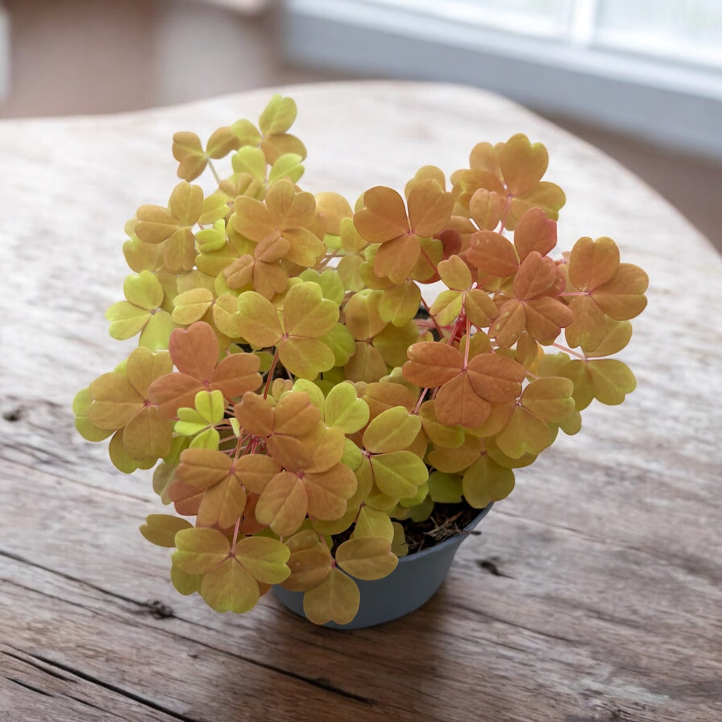 Oxalis ‘Sunset Velvet’ (‘Gold’)