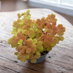 Oxalis ‘Sunset Velvet’ (‘Oro’)