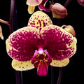 Phalaenopsis 'Limited #92’