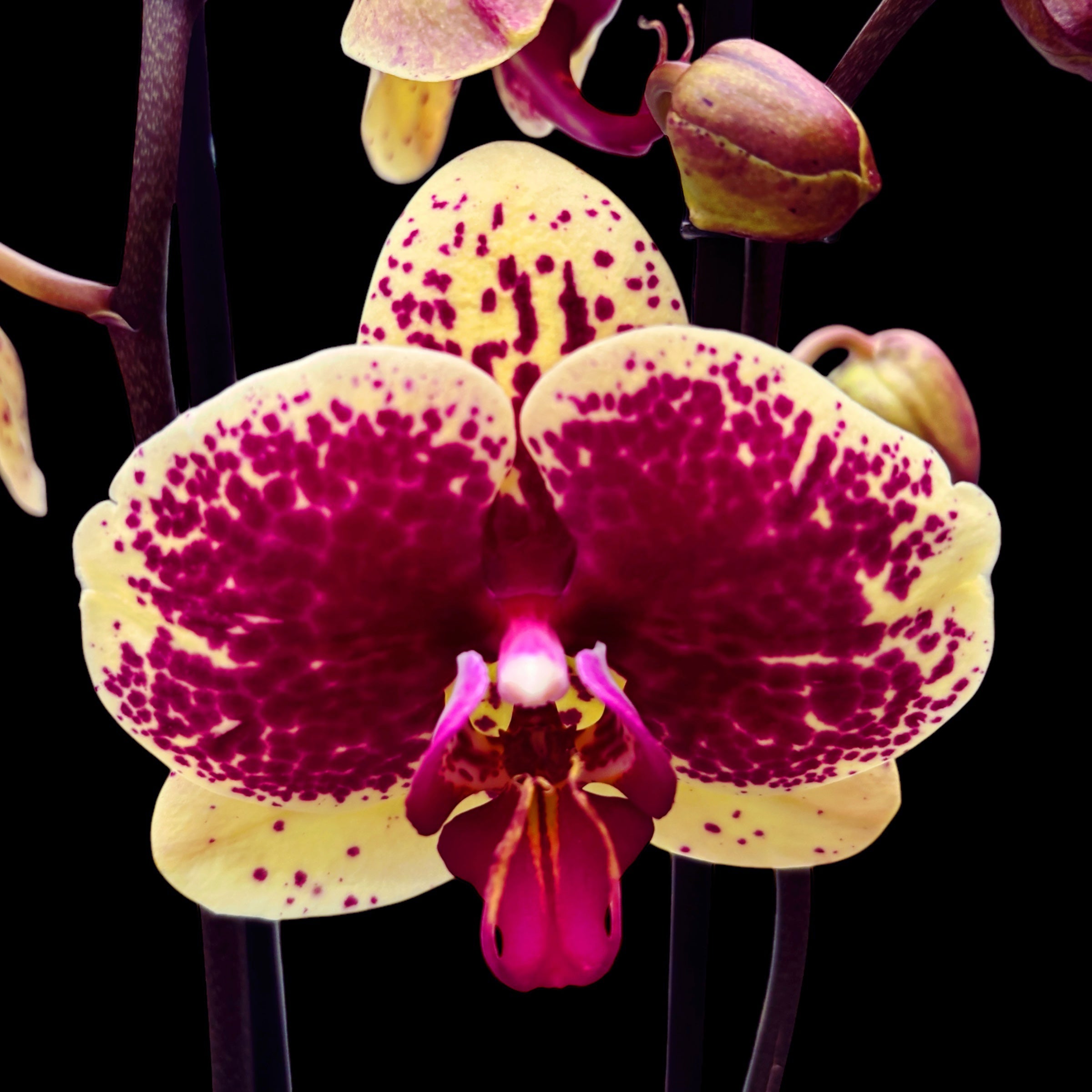 Phalaenopsis 'Limited #92’
