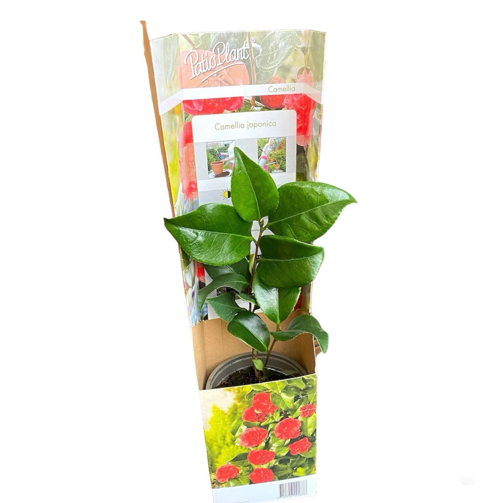 Camellia japonica 'Double Red' - pakkasenkestävä, nuoria yksilöitä