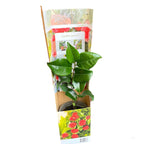 Camellia japonica 'Double Red' - odporna na mróz, młode okazy