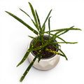 Croton Codiaeum variegatum 'Pictum Spot' * planta bebé