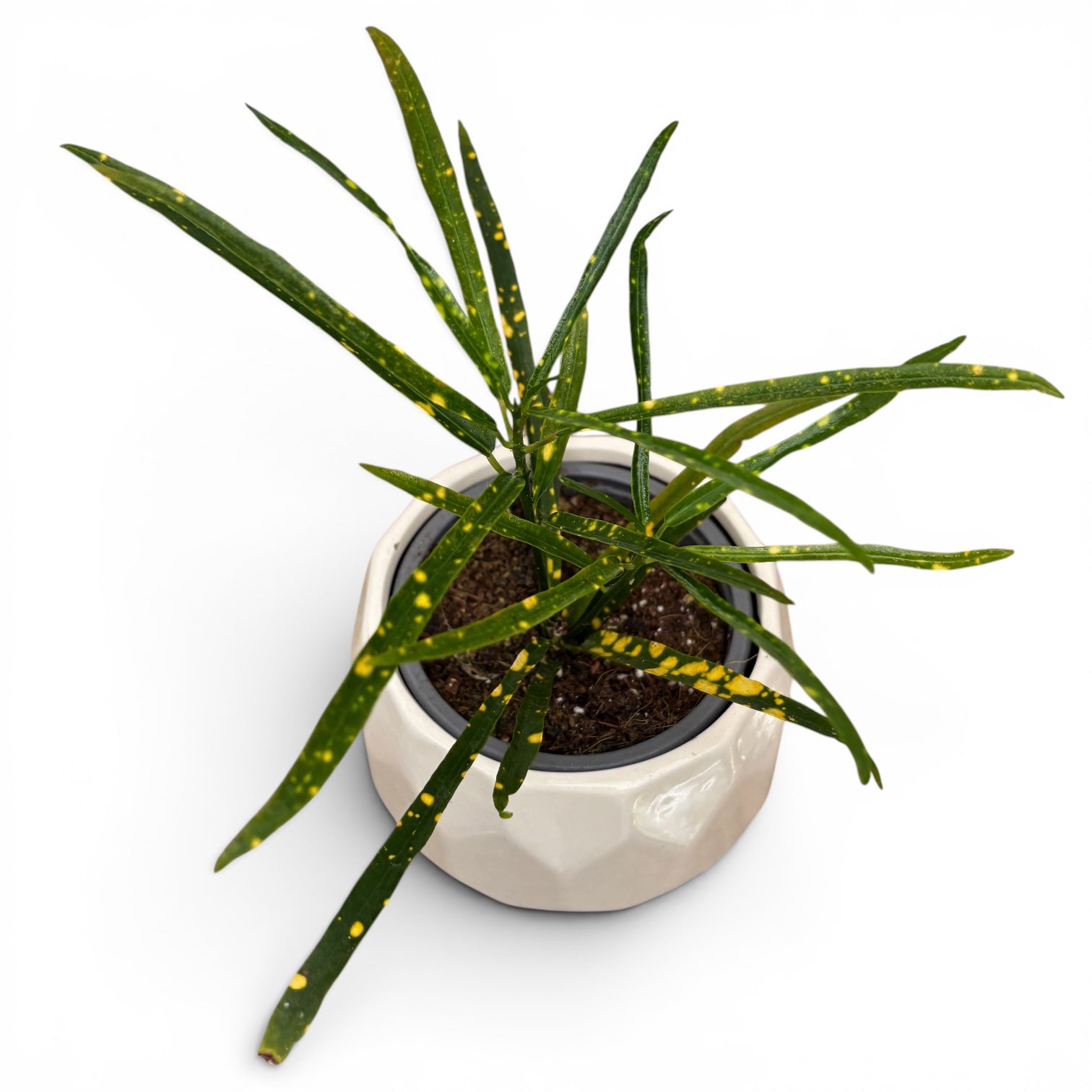 Croton Codiaeum variegatum 'Pictum Spot' * bébé plante