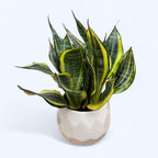Sansevieria 'Hi Color' - planta sabie cu variegatie spectaculoasa
