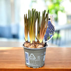 Muscari armeniacum 'Night Eyes' (Grape Hyacinth)