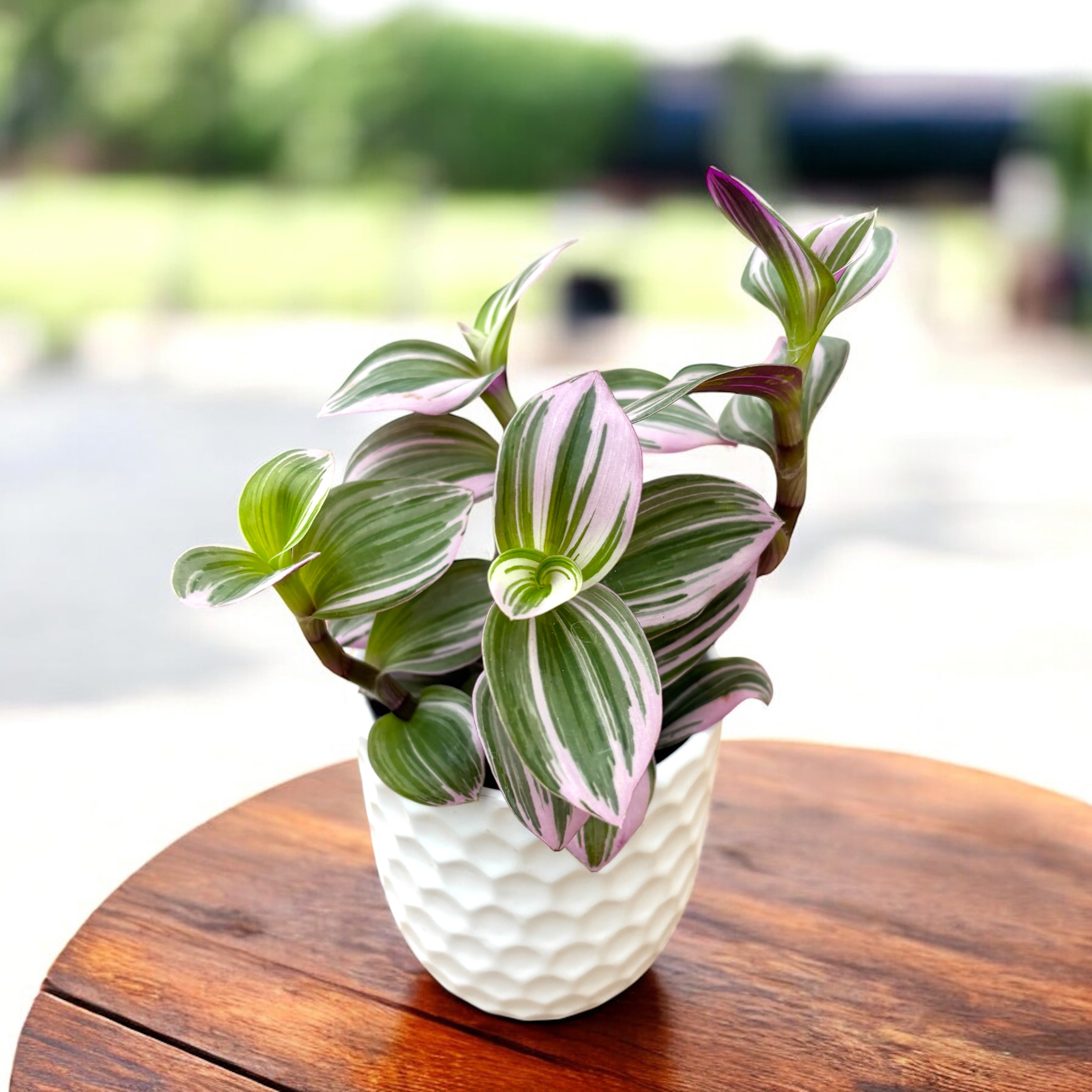 Tradescantia albiflora 'Nanouk' D7 (2-3 plante/ghiveci) – Secret