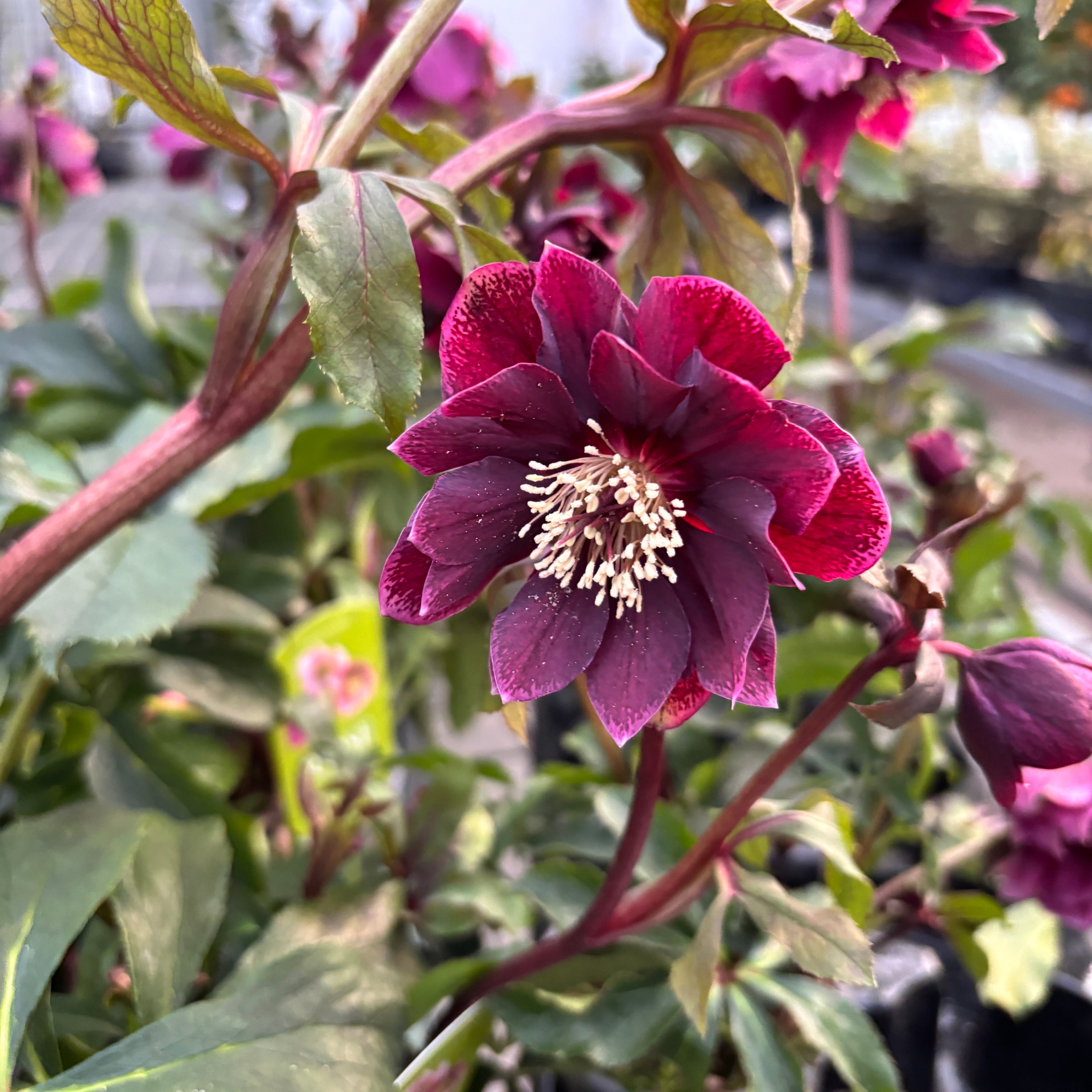 Helleborus orientalis ‘Double Ellen Red’ (Spanz cu flori duble)