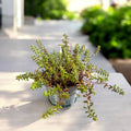 Sedum album ‘Coral Carpet’ (iarba grasa) – covor coral spectaculos