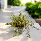 Sedum album ‘Coral Carpet’ (iarba grasa) – covor coral spectaculos