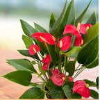 Anthurium « Million Flowers Red » - explosion de fleurs rouges tropicales