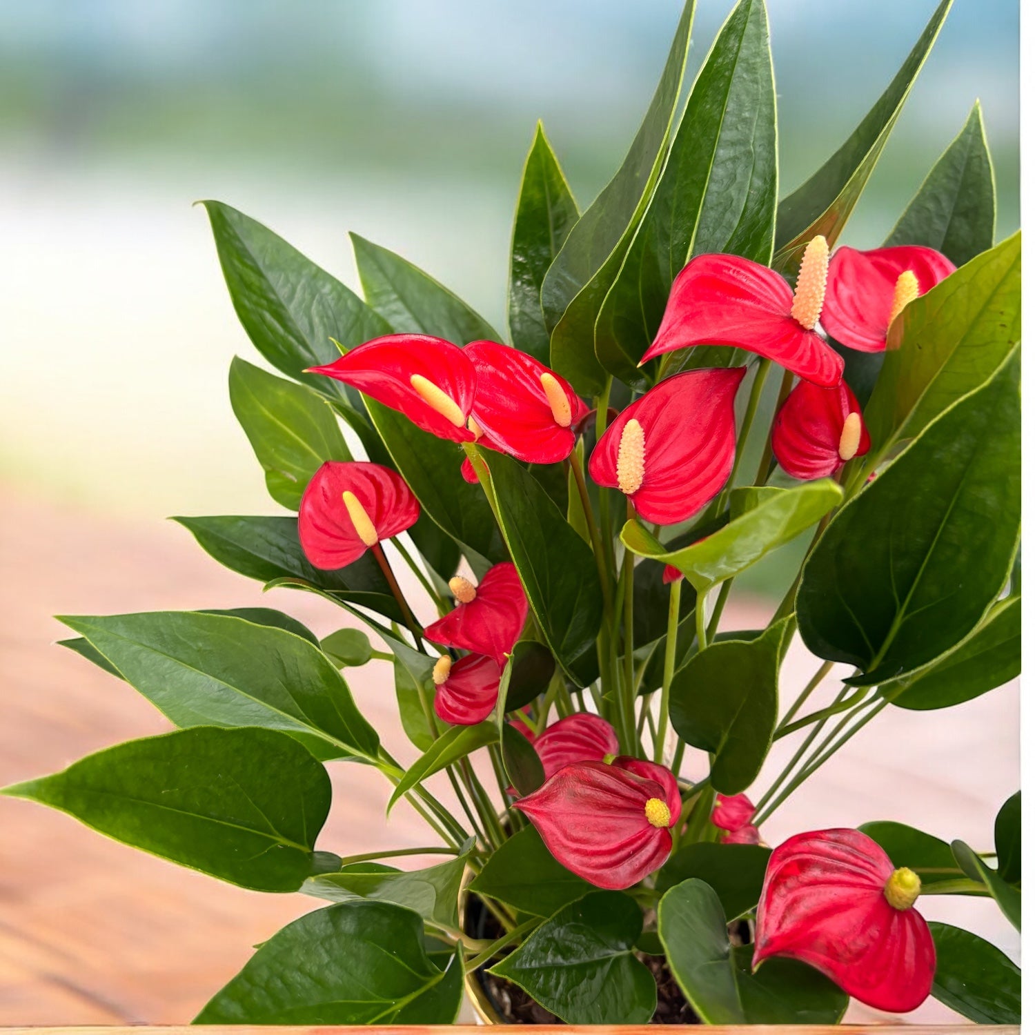 Anthurium ‘Million Flowers Red' - explozie de flori rosii tropicale