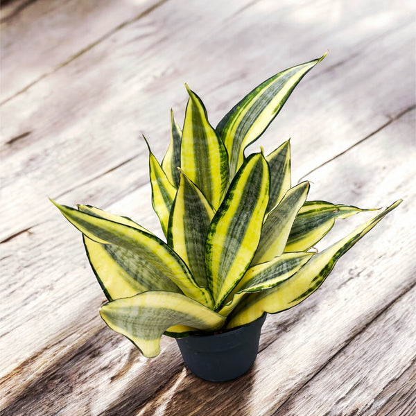 Sansevieria 'Gold Dust'