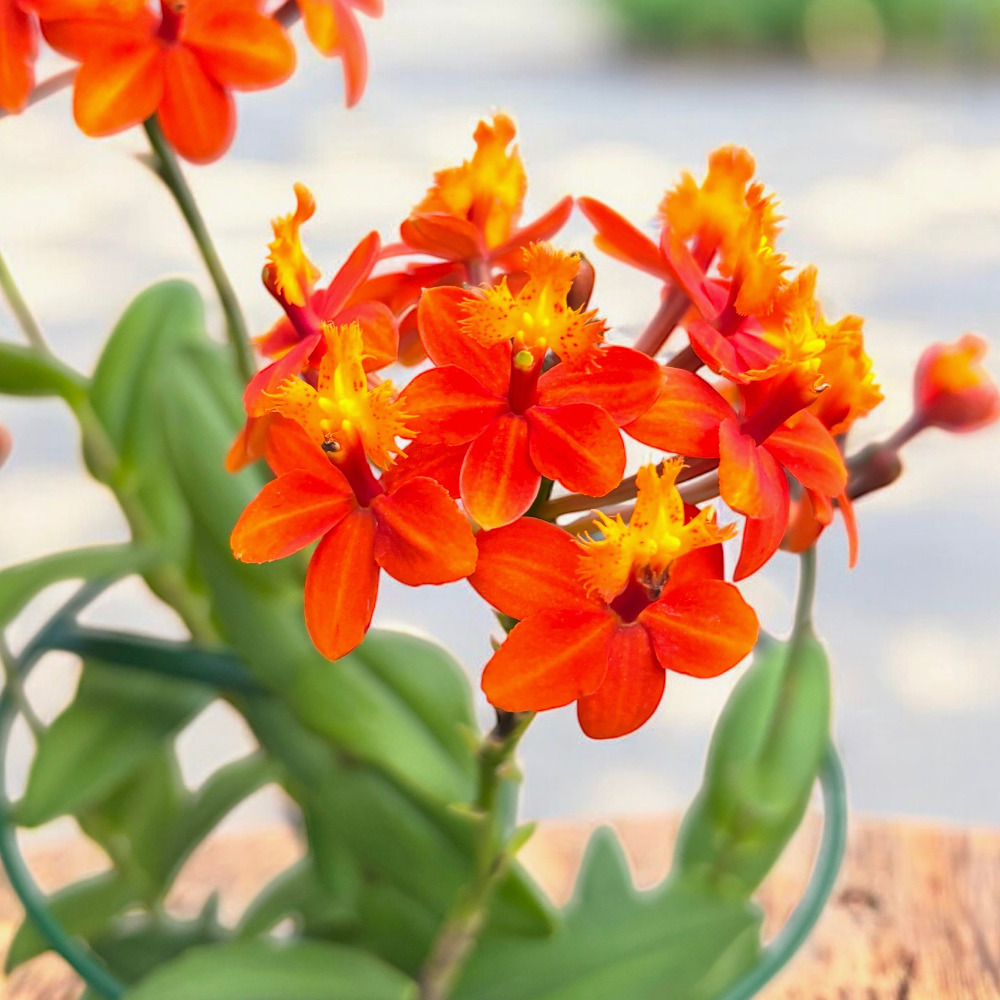 Epidendrum radicans ‘Orange’ XL (unik exemplar)