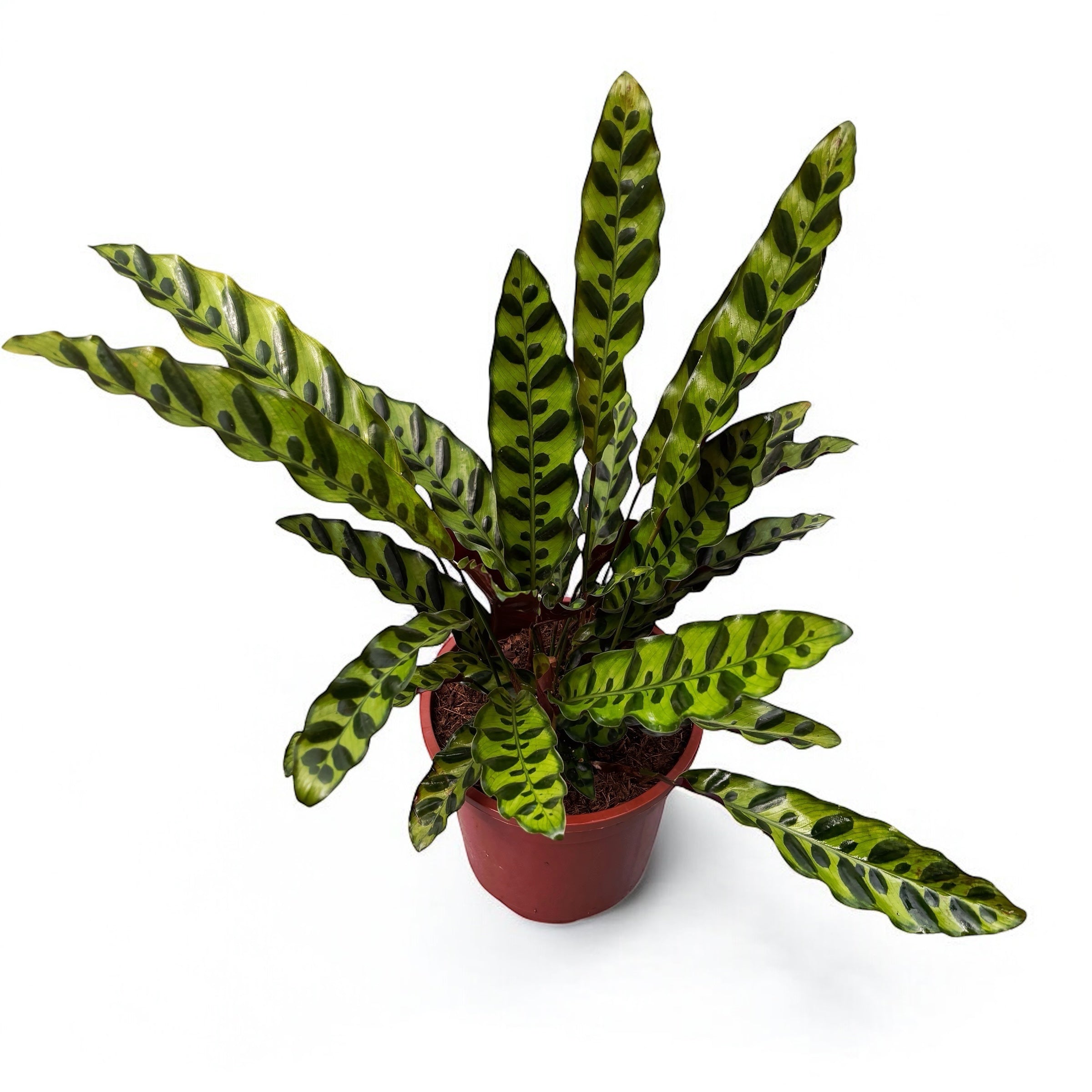 Calathea Lancifolia Insigne (Calathea Rattlesnake) D17