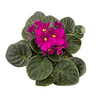 Saintpaulia Voila Red - African violets