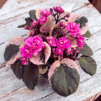 Сейнтпаулия Ховариагата - теменужки с пъстри листа