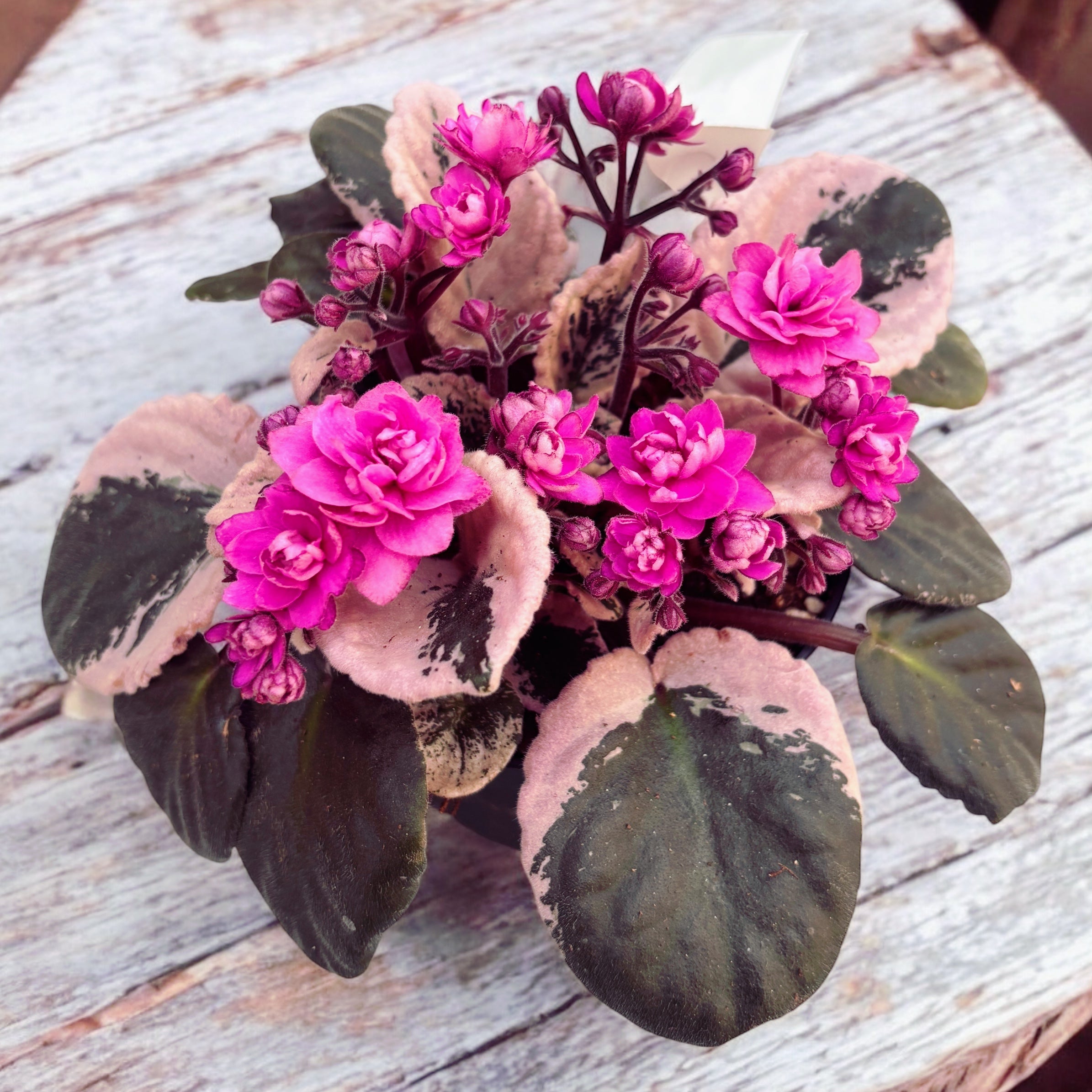 Saintpaulia Hovariagata - violete cu frunze variegate