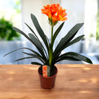 Clivia Miniata 'Orange' - Crinul de camera care lumineaza umbra