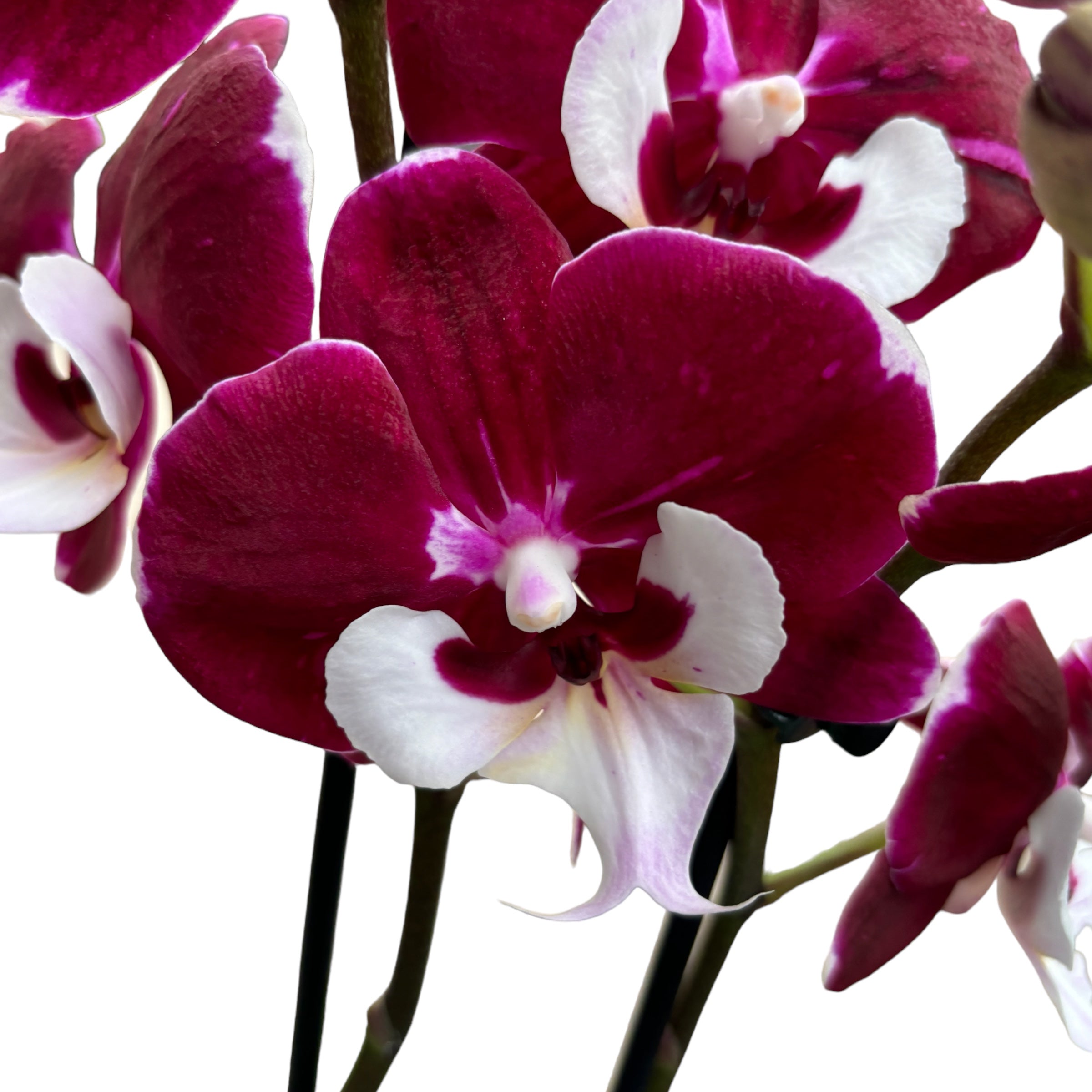 Phalaenopsis White Lip