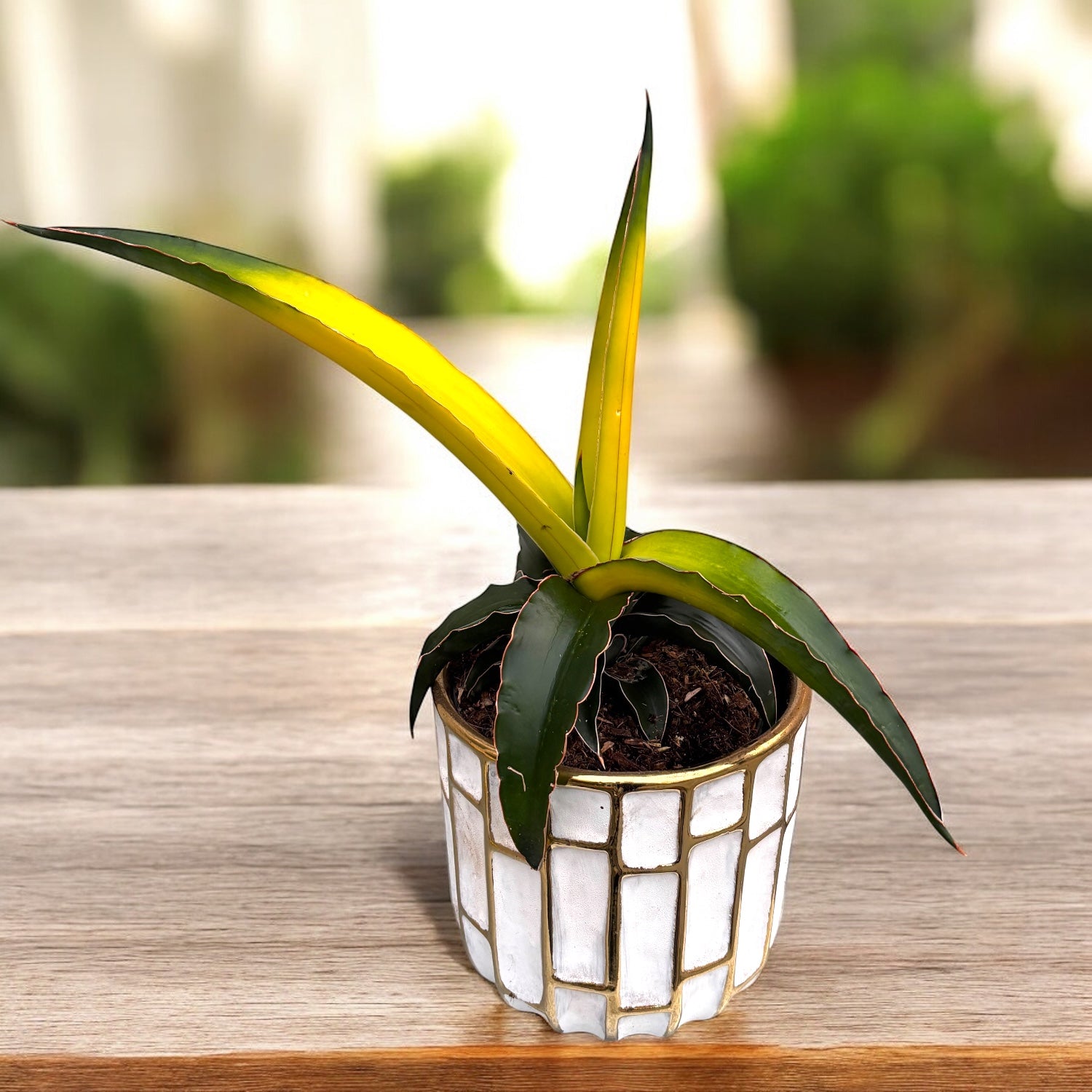 Sansevieria ‘Star Canary’