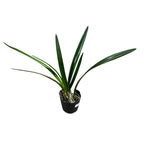 Encyclia tampensis var. alba *parfumata