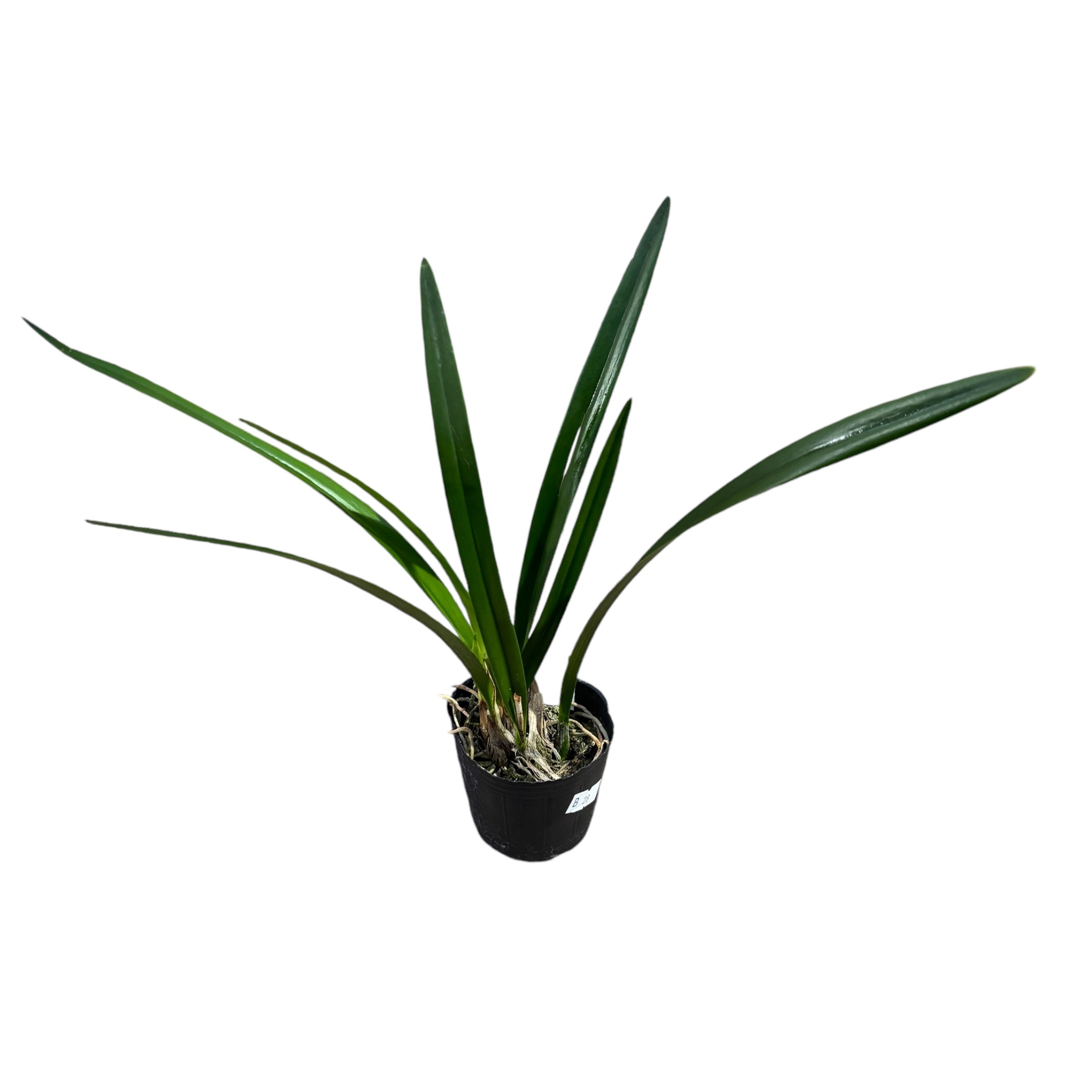 Encyclia tampensis var. alba *parfumata