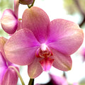 Phalaenopsis Baby Dynamite