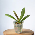 Phalaenopsis OX Spot Queen '407'