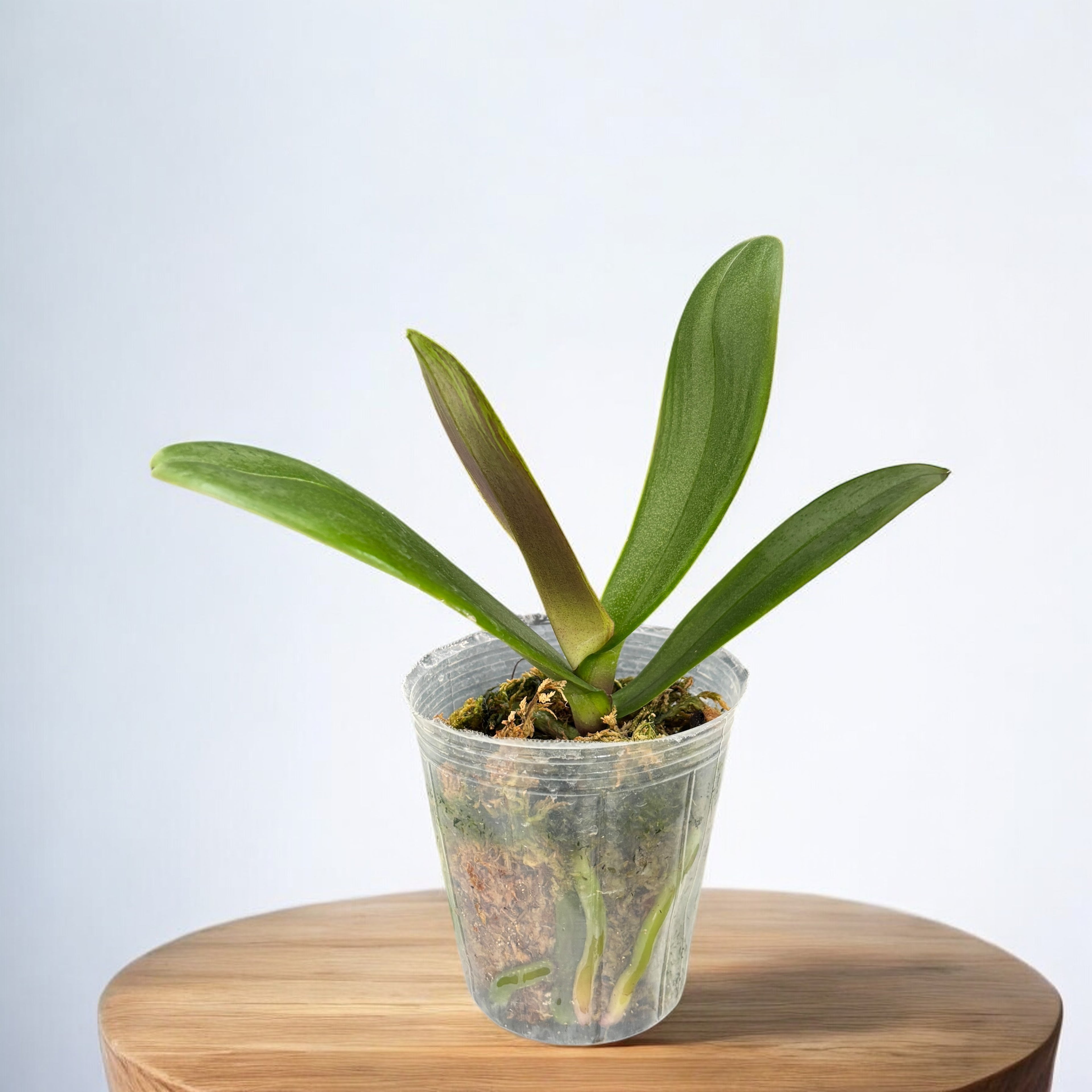 Phalaenopsis OX Spot Queen '407'