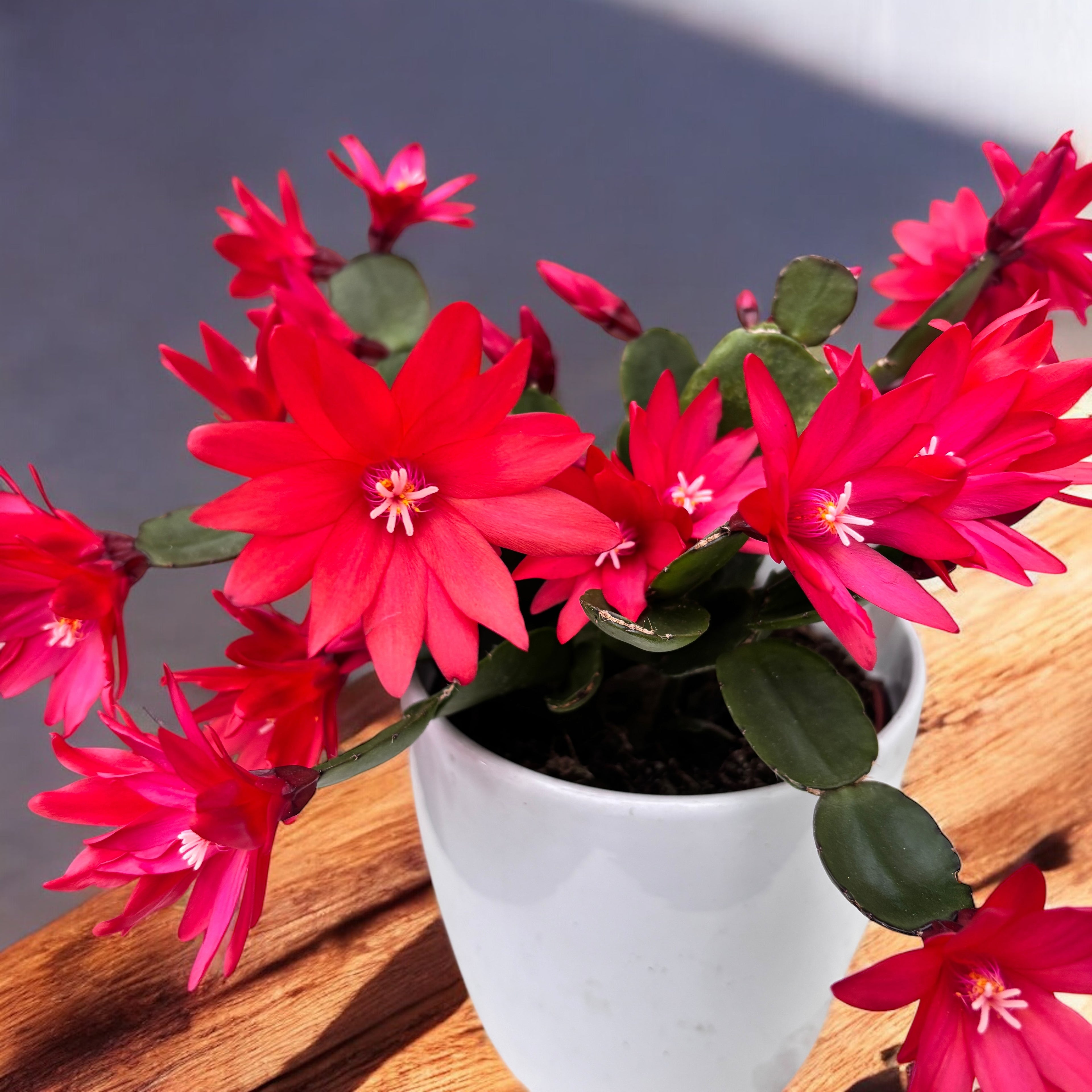 Rhipsalidopsis ‘Scorpius’ (floarea pastelui) 3-4pp