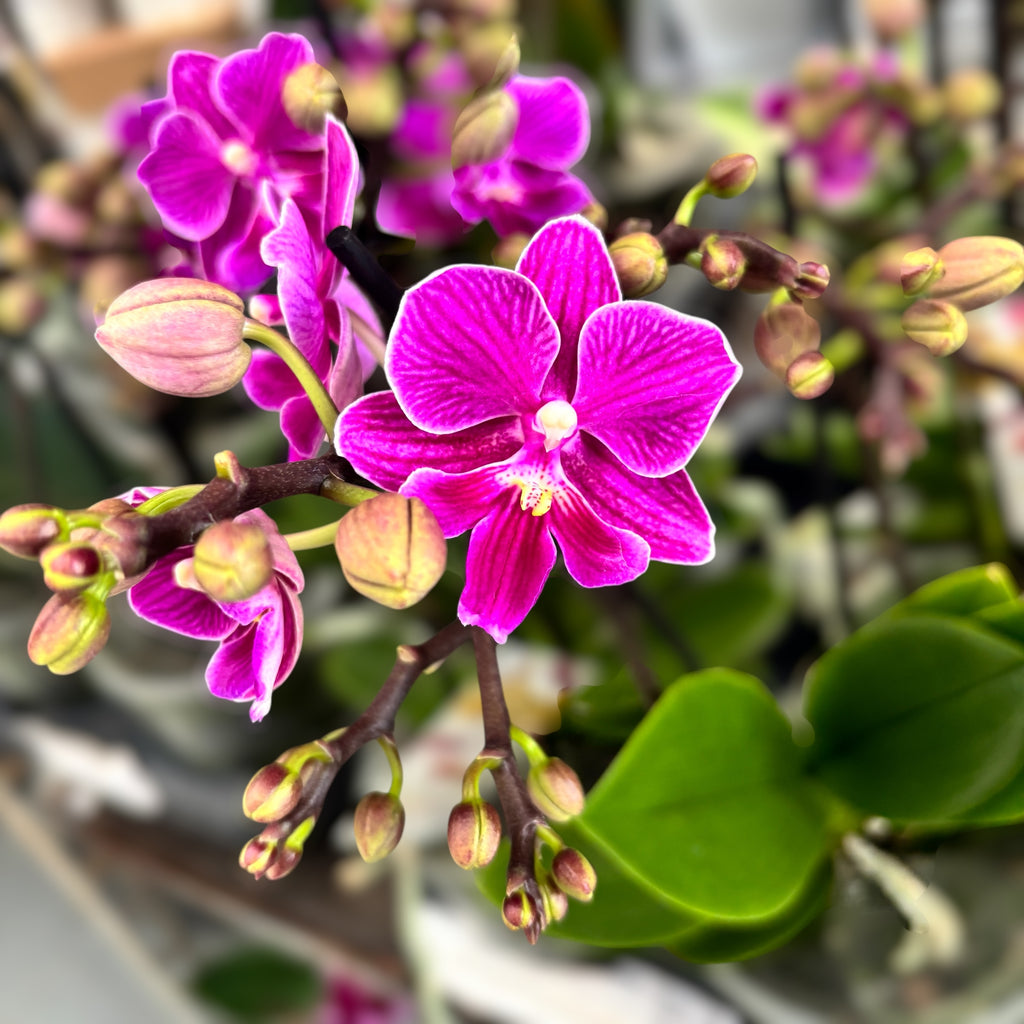 Phalaenopsis Lianher Scallops