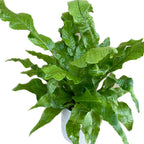 Microsorum musifolium Crocodyllus