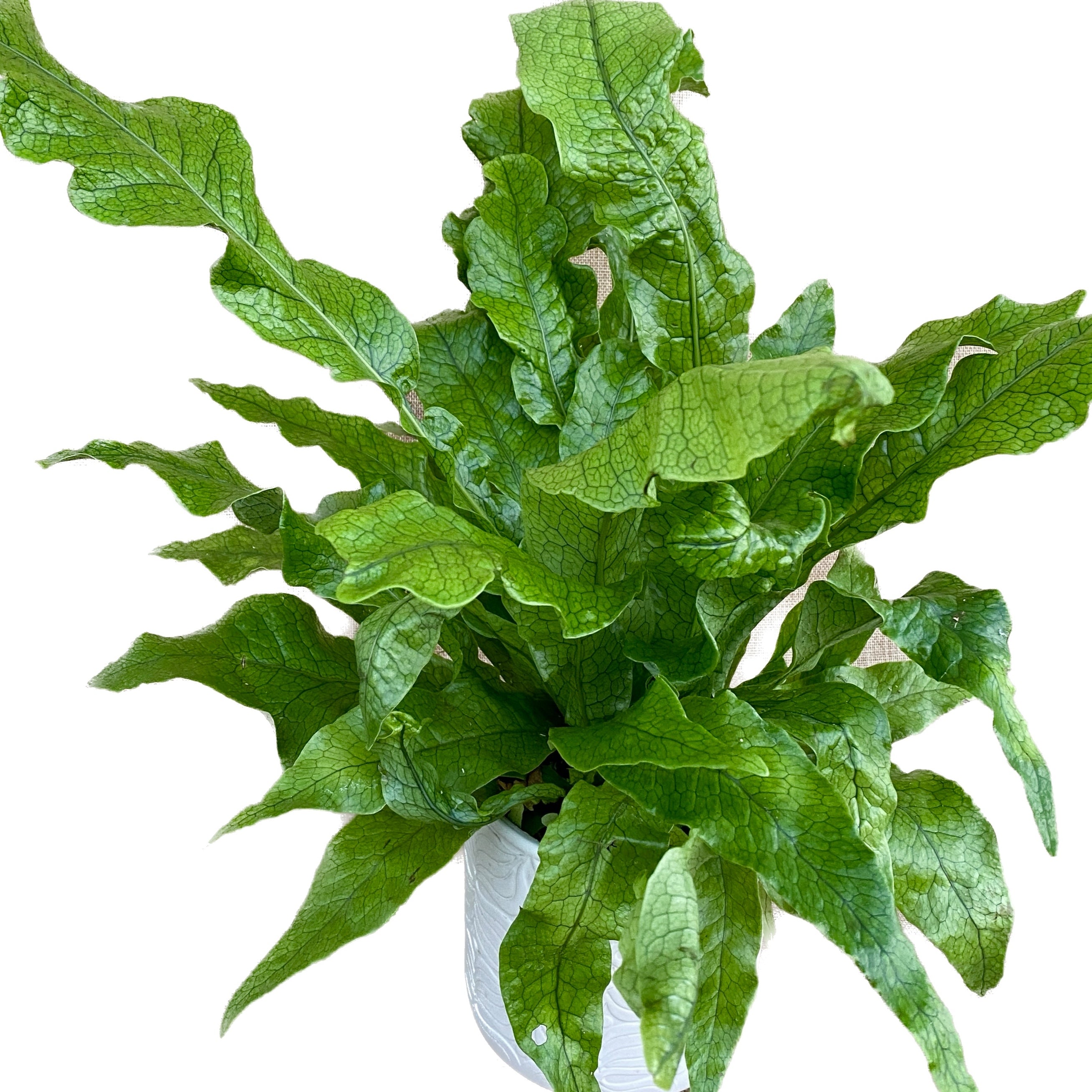 Microsorum musifolium Crocodyllus