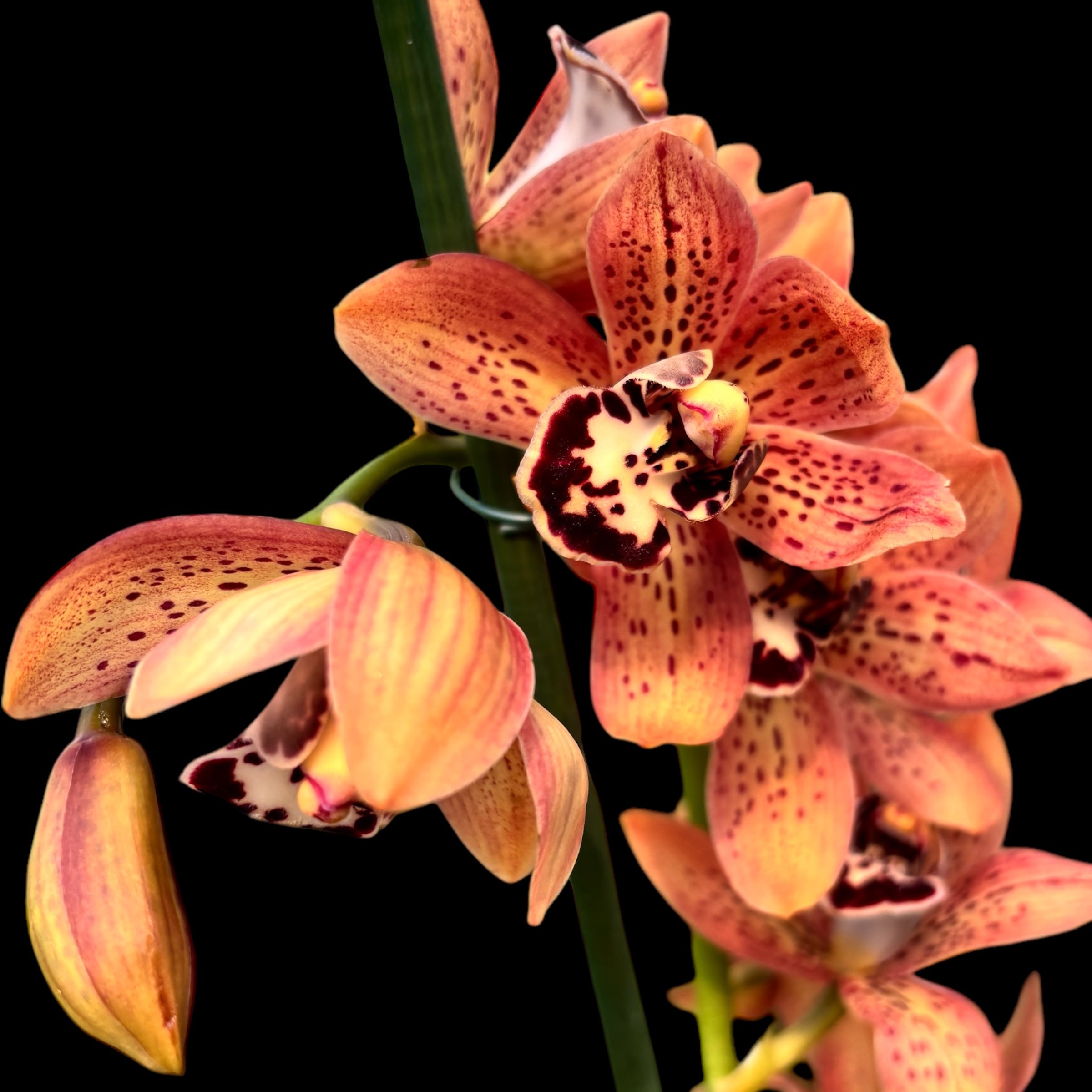 Cymbidium Totorri (Kusuda Shinning) fragrant